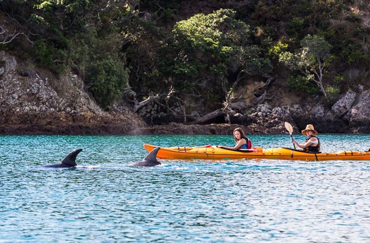 A couple in two kayaks watch on as dolphins frolic in the water nearby.